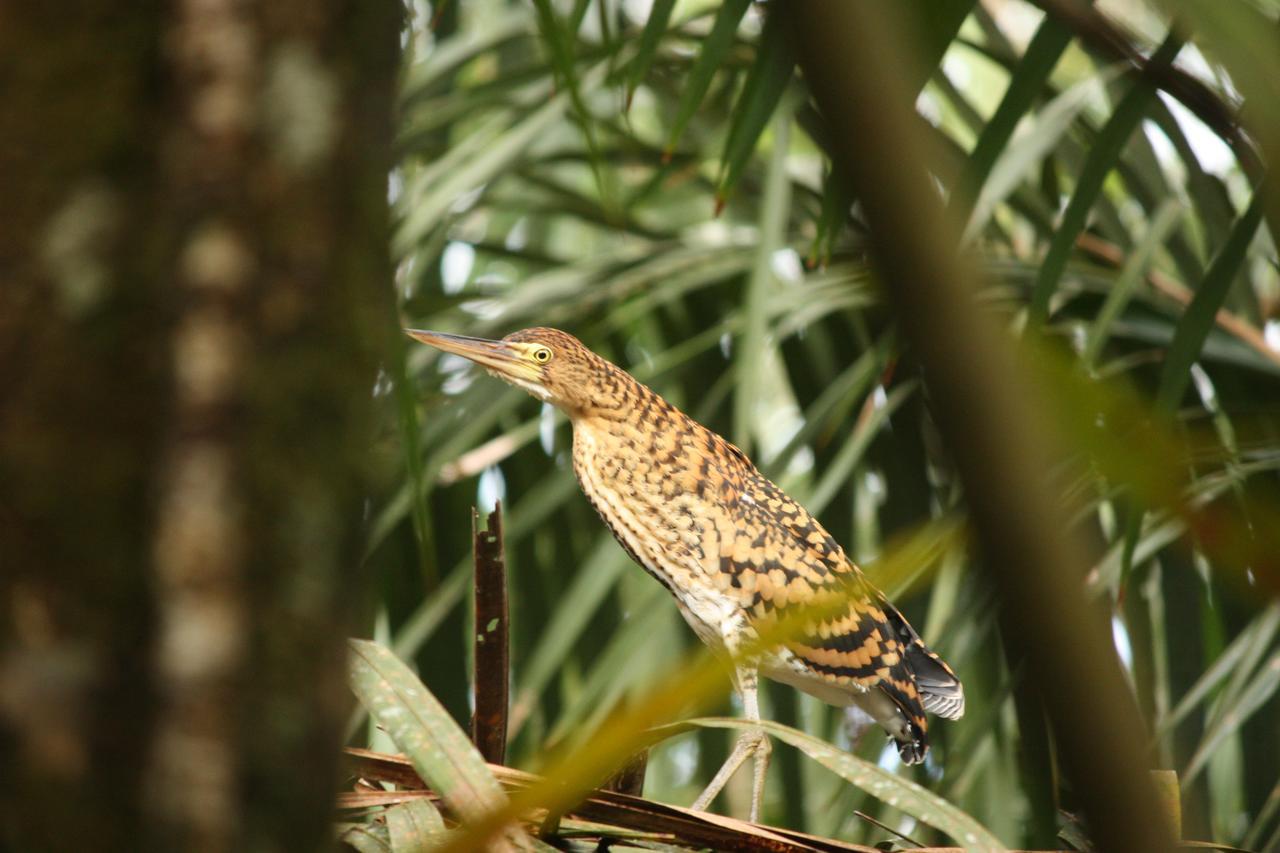 Hotel Vista Al Tortuguero Cariari  Экстерьер фото