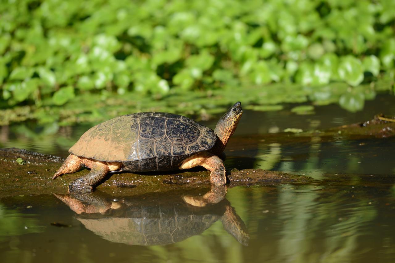 Hotel Vista Al Tortuguero Cariari  Экстерьер фото