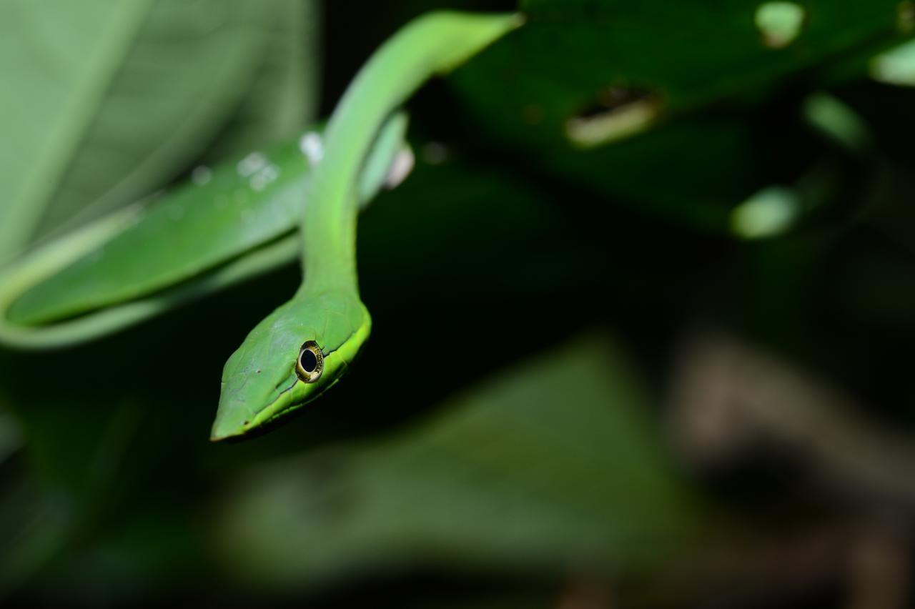 Hotel Vista Al Tortuguero Cariari  Экстерьер фото